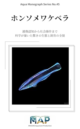 The miracle of Bluestreak Cleaner Wrasse a small sage in the ocean: From mirror self-recognition to social manipulation the amazing ecology and complete ... Aquarium Production) (Japanese Edition)