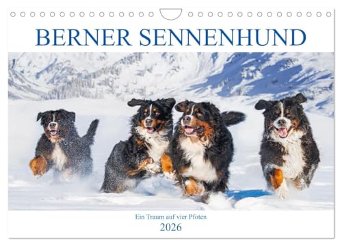 Berner Sennenhund - Ein Traum auf vier Pfoten (Wandkalender 2026 DIN A4 quer), CALVENDO Monatskalender