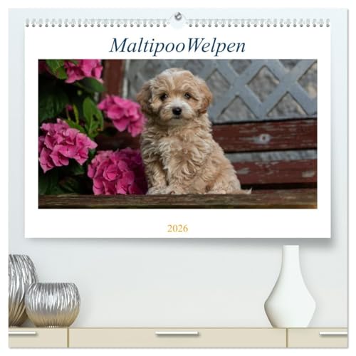Maltipoo Welpen (hochwertiger Premium Wandkalender 2026 DIN A2 quer), Kunstdruck in Hochglanz