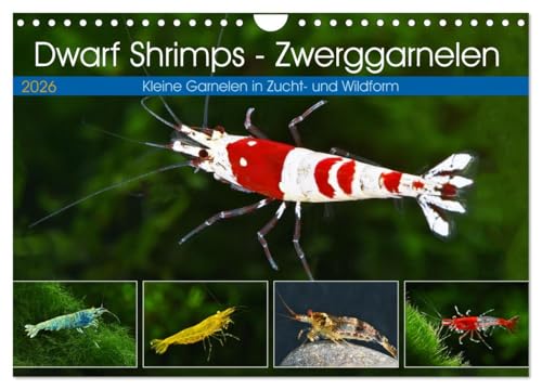 Dwarf Shrimps - Zwerggarnelen (Wandkalender 2026 DIN A4 quer), CALVENDO Monatskalender