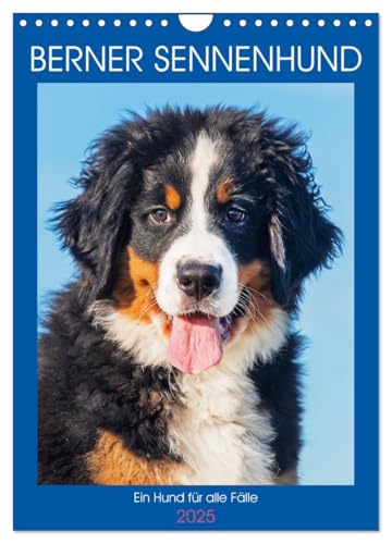 Berner Sennenhund - Ein Hund für alle Fälle (Wandkalender 2025 DIN A4 hoch), CALVENDO Monatskalender