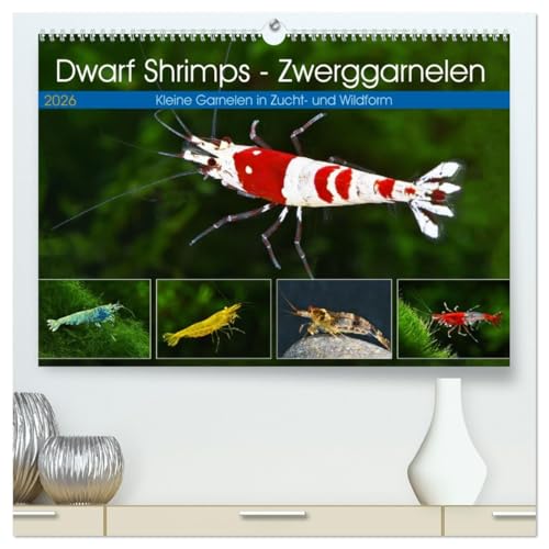 Dwarf Shrimps - Zwerggarnelen (hochwertiger Premium Wandkalender 2026 DIN A2 quer), Kunstdruck in Hochglanz
