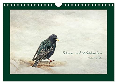 Stare und Weisheiten (Wandkalender 2026 DIN A4 quer), CALVENDO Monatskalender: Stare, Weisheiten und Sprichwörter (CALVENDO Tiere)