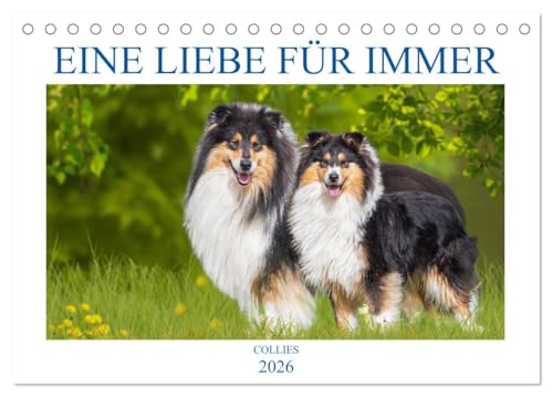 Eine Liebe für immer - Collies (Tischkalender 2026 DIN A5 quer), CALVENDO Monatskalender