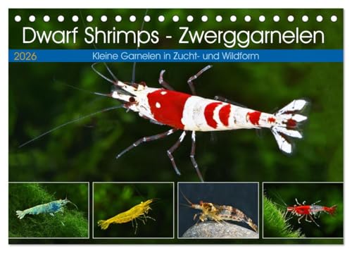 Dwarf Shrimps - Zwerggarnelen (Tischkalender 2026 DIN A5 quer), CALVENDO Monatskalender