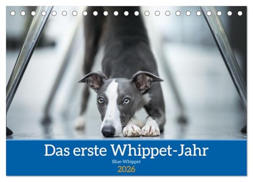 Das erste Whippet-Jahr (Tischkalender 2026 DIN A5 quer), CALVENDO Monatskalender