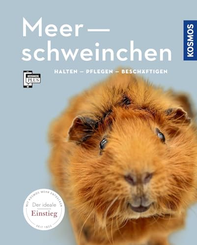 Meerschweinchen: halten, pflegen, beschäftigen