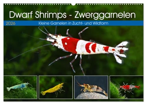 Dwarf Shrimps - Zwerggarnelen (Wandkalender 2026 DIN A2 quer), CALVENDO Monatskalender