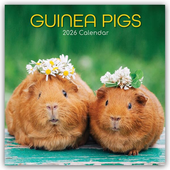 Guinea Pigs – Meerschweinchen 2026 – 16-Monatskalender: Original Gifted Stationery-Kalender [Mehrsprachig] [Kalender] (Wall-Kalender)
