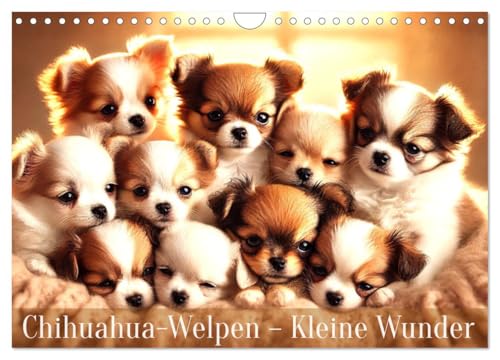 Chihuahua-Welpen – Kleine Wunder (Wandkalender 2025 DIN A4 quer), CALVENDO Monatskalender