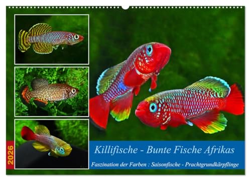 Killifische – Bunte Fische Afrikas (Wandkalender 2026 DIN A2 quer), CALVENDO Monatskalender: Faszination der Farben: Saisonfische - Prachtgrundkärpflinge (CALVENDO Tiere)