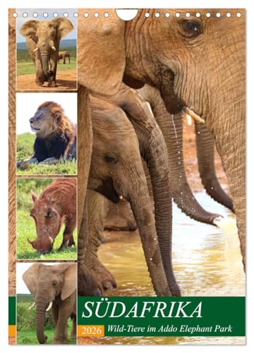 SÜDAFRIKA Wild-Tiere im Addo Elephant Park (Wandkalender 2026 DIN A4 hoch), CALVENDO Monatskalender