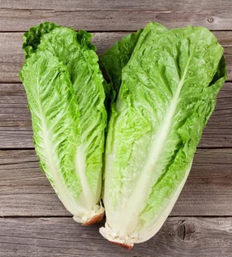 100 Parris Island Roman Salad Seeds Light heirloom Tasty Ceaser Salad : Seeds Only